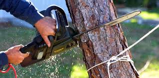 Best Stump Grinding and Removal  in Alpine, TX