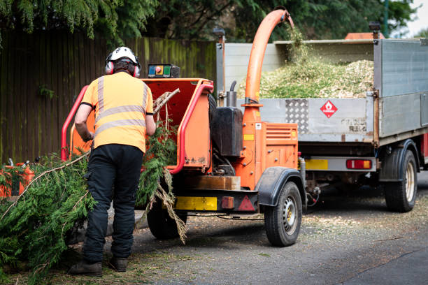 Best Tree Maintenance Programs  in Alpine, TX