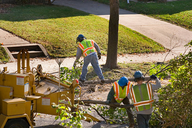 Best Lawn Maintenance Plans  in Alpine, TX